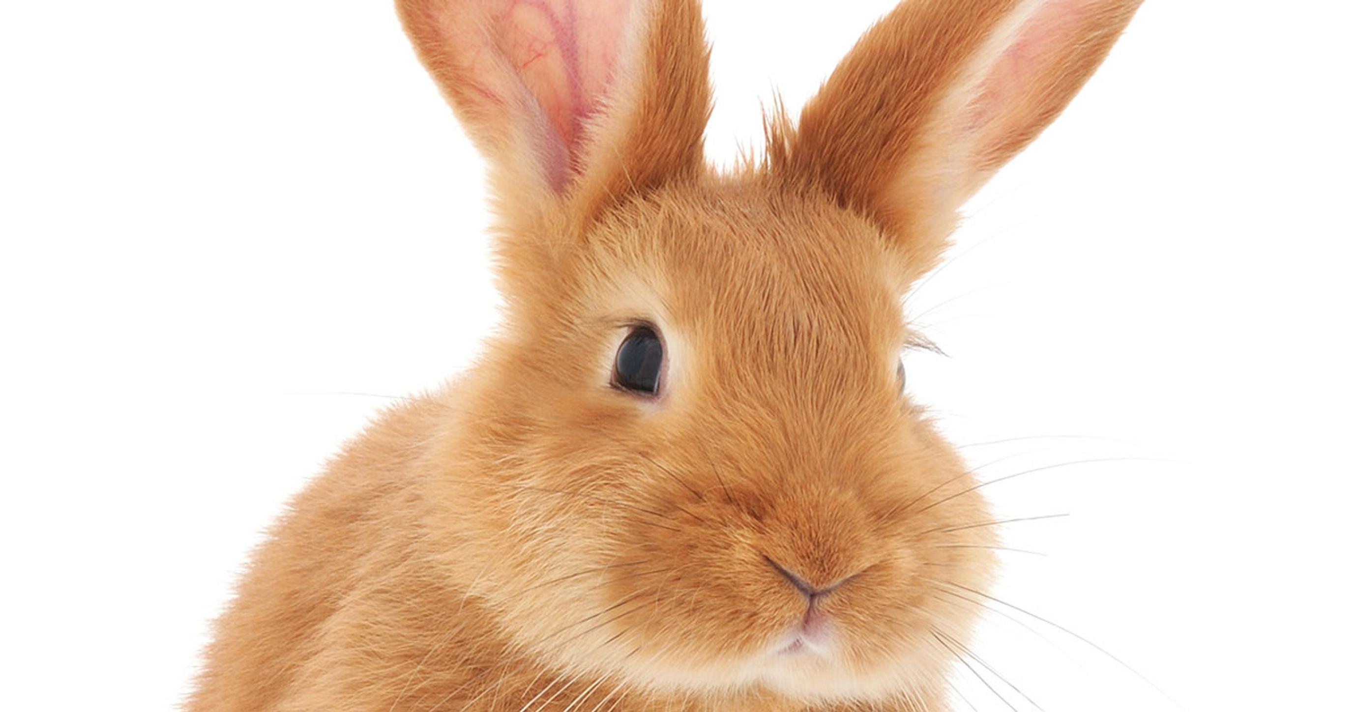 Tee testi: mikä lemmikkieläin on sieluntoverisi?