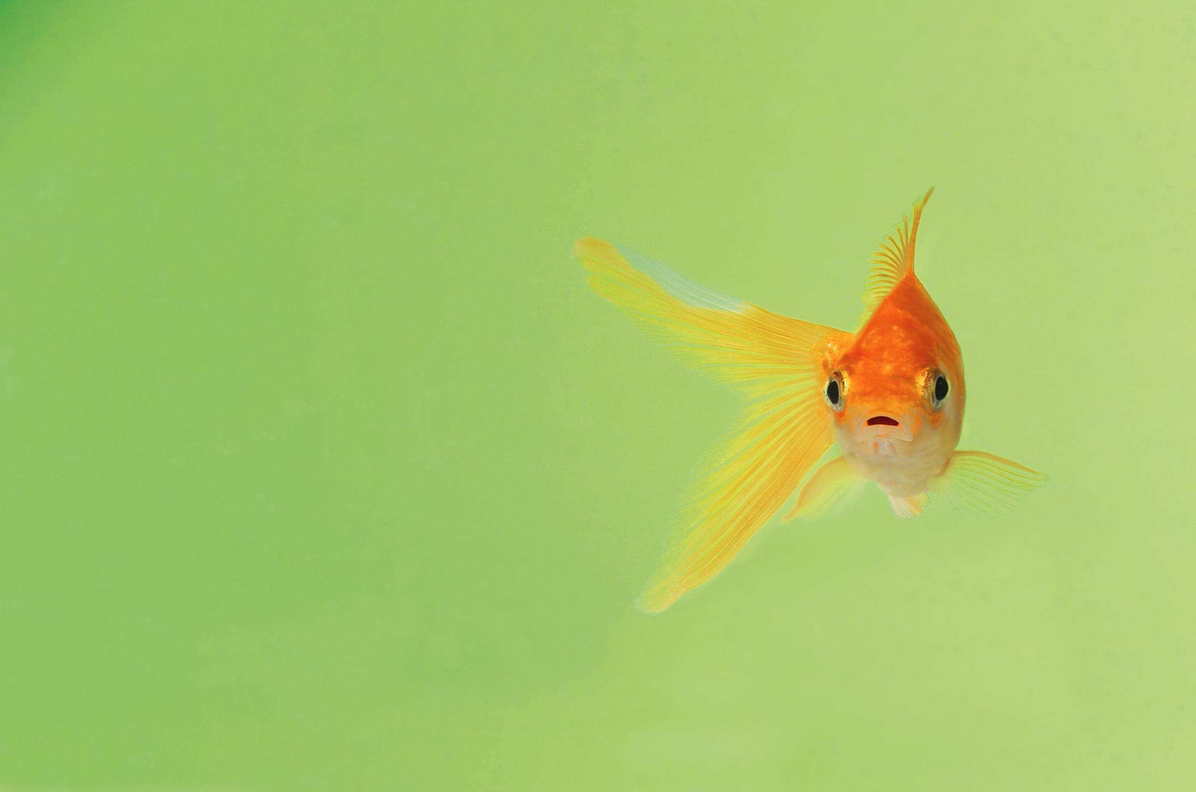 Onko vaikea katsoa elokuvaa vilkuilematta puhelinta? Kyse voi olla adt:stä – näin se eroaa adhd:sta