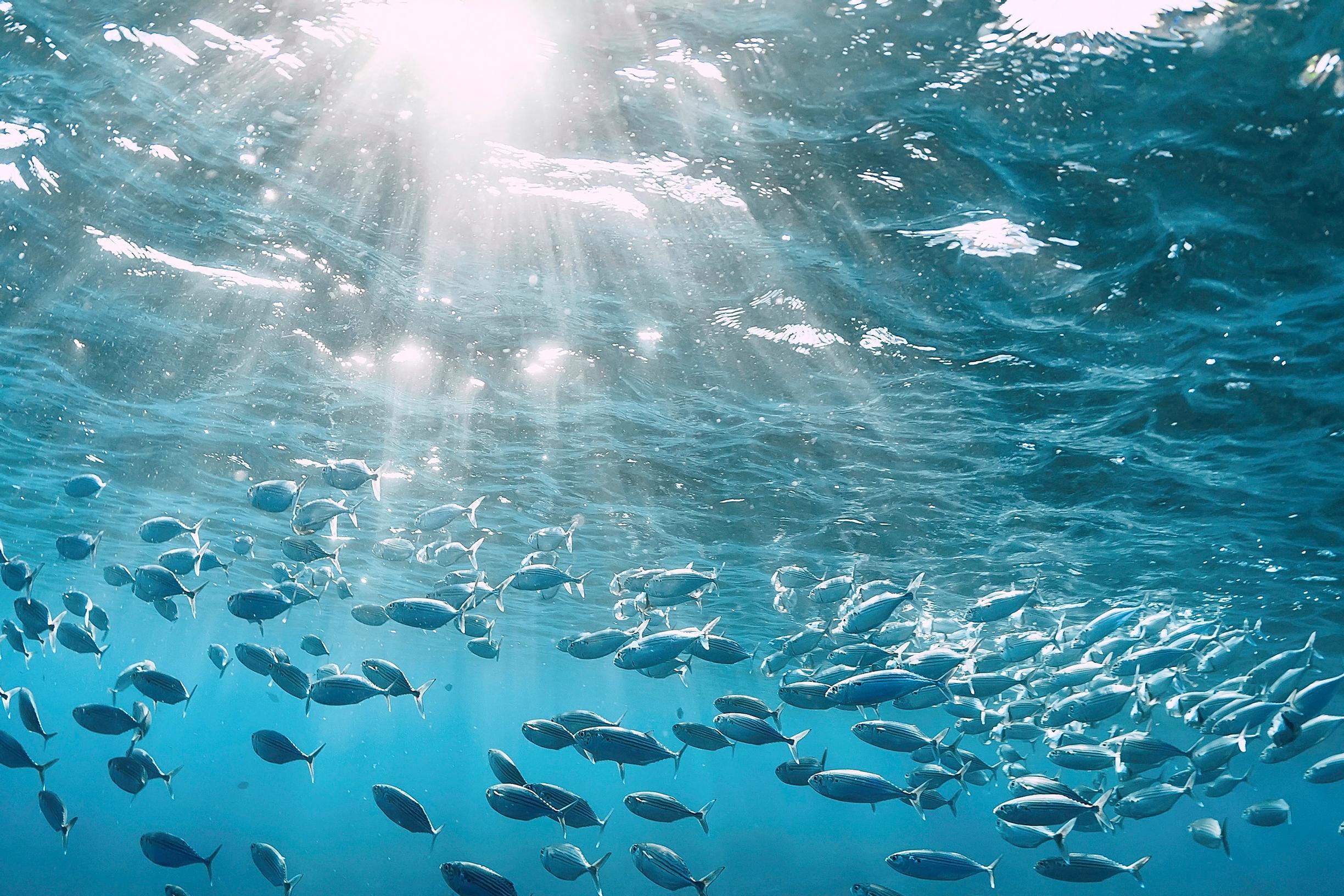 Kala on terveysruokaa – tiesitkö, että kalat ovat myös hyvä D-vitamiinin lähde?