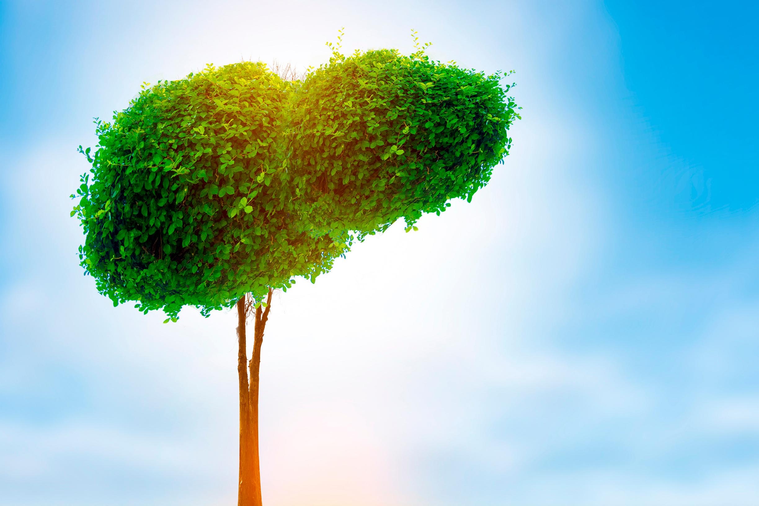 Vähärasvainenkin ruokavalio voi rasvoittaa maksan – kokeile maksaystävällisiä aterioita