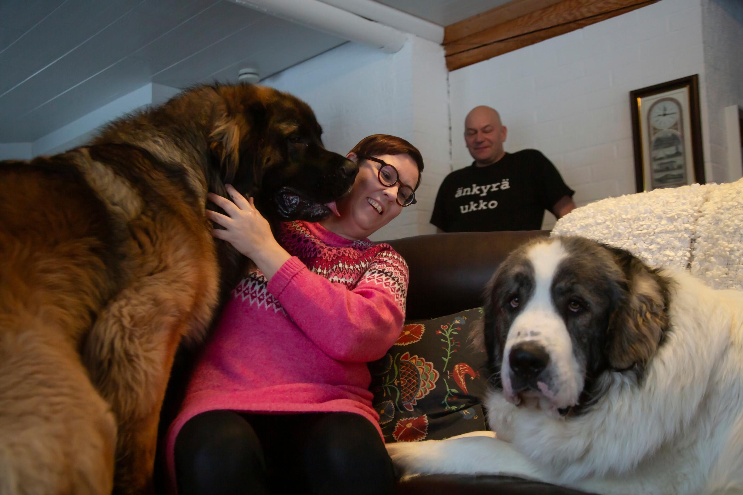Merjan perheeseen kuuluvat puoliso Mika Pihlajamaa, leonberginkoira Patu (vas.) ja pyreneittenmastiffi Urpo.