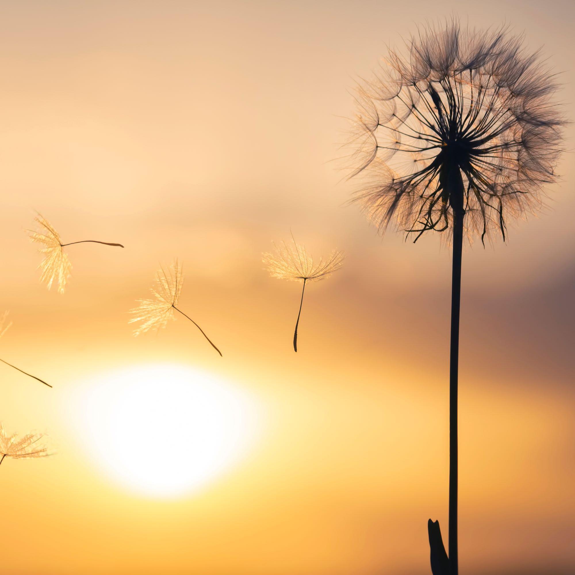 Haluatko rauhoittua? 10 minuutin hengitysharjoitus aktivoi vagushermoa – siihen tarvitaan vihellyshengitystä
