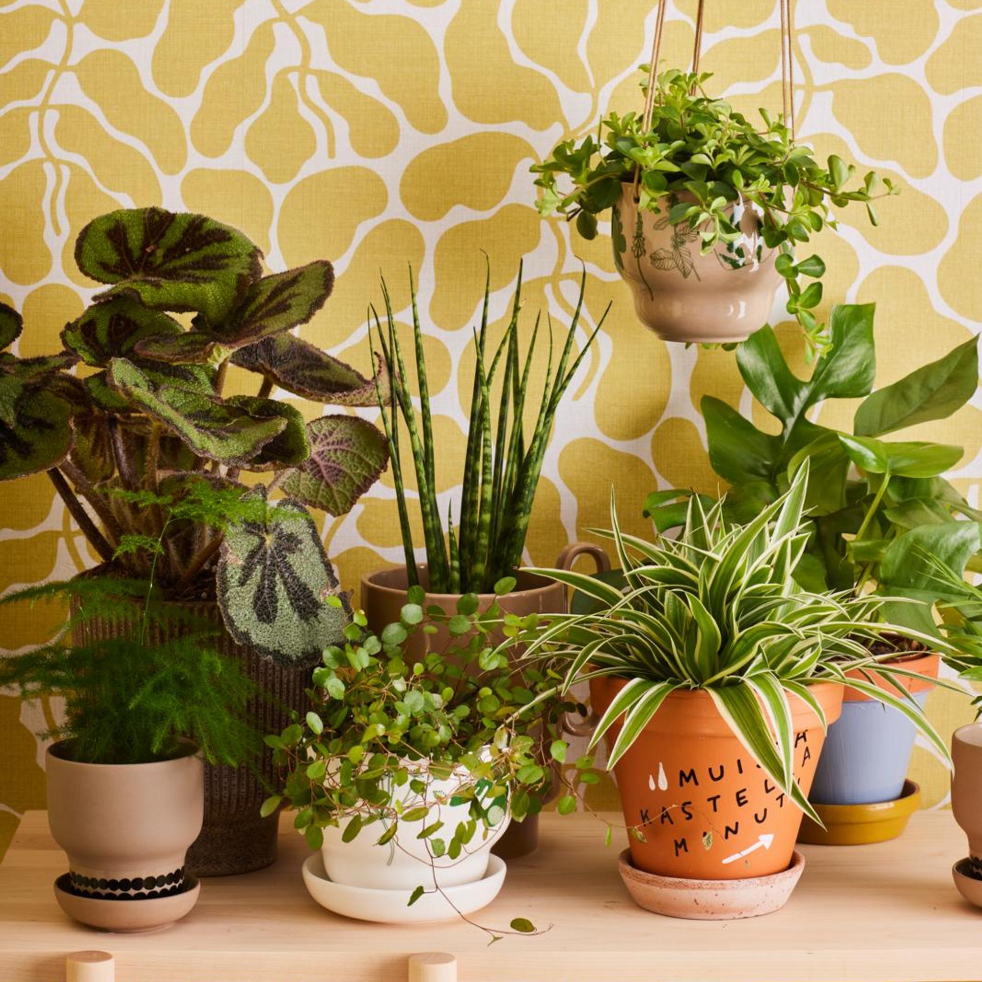 Anne pyysi miestään tuomaan kaupasta kultapalmun, ja se oli menoa: ”Kasvien lähellä verenpaine laskee ja stressi lievittyy”