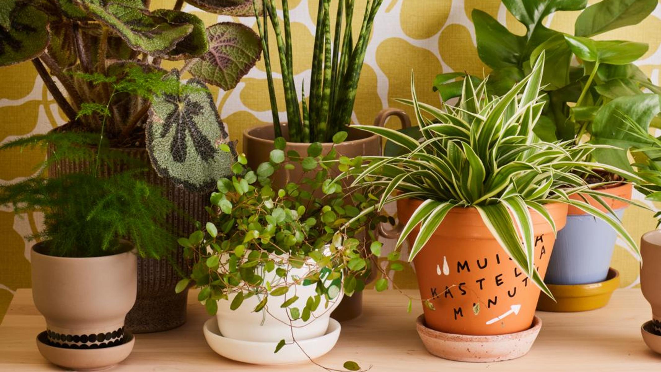 Anne pyysi miestään tuomaan kaupasta kultapalmun, ja se oli menoa: ”Kasvien lähellä verenpaine laskee ja stressi lievittyy”