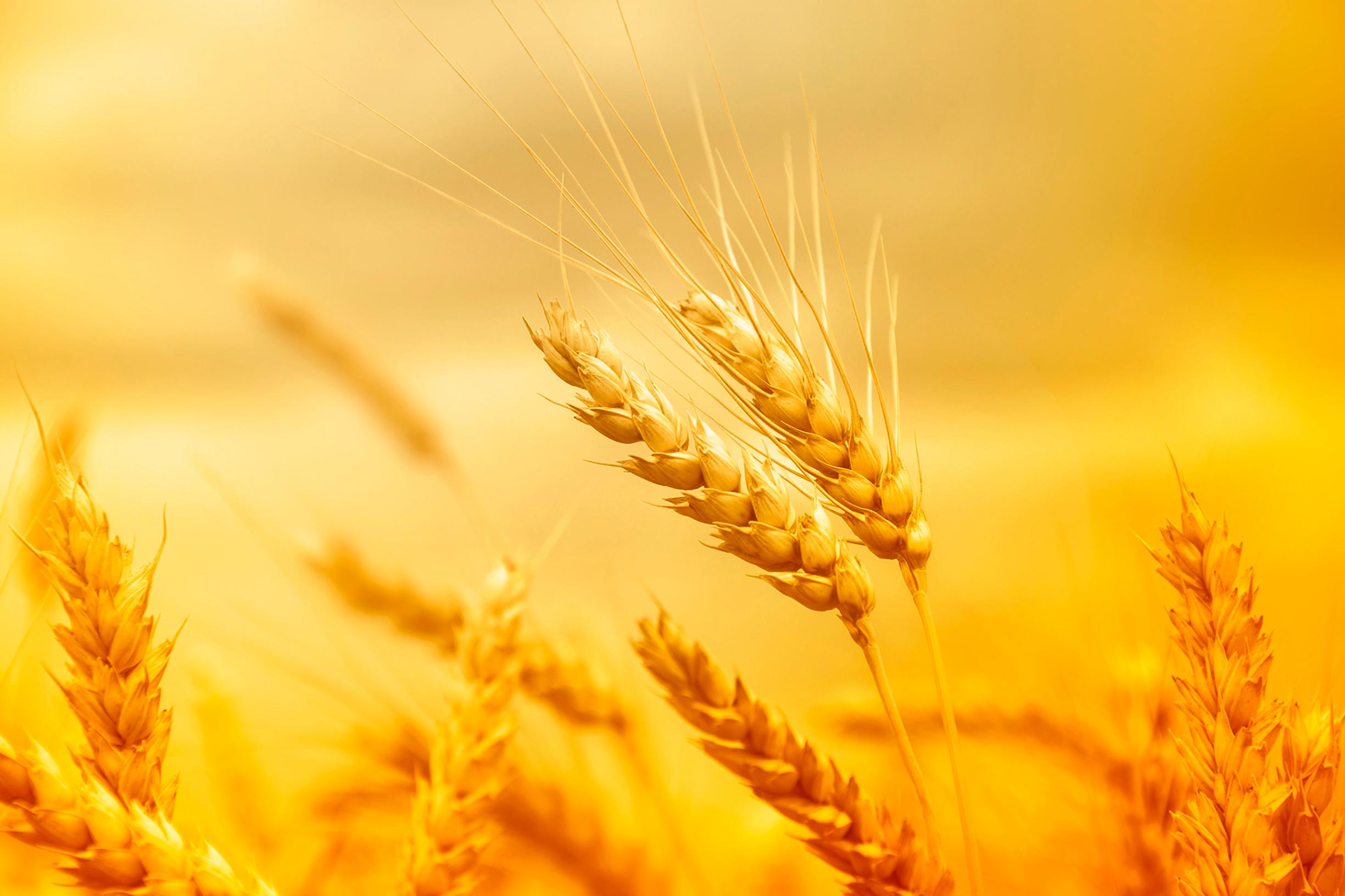 Aivot pitävät rukiista – ja 5 muuta erinomaista syytä syödä ruista