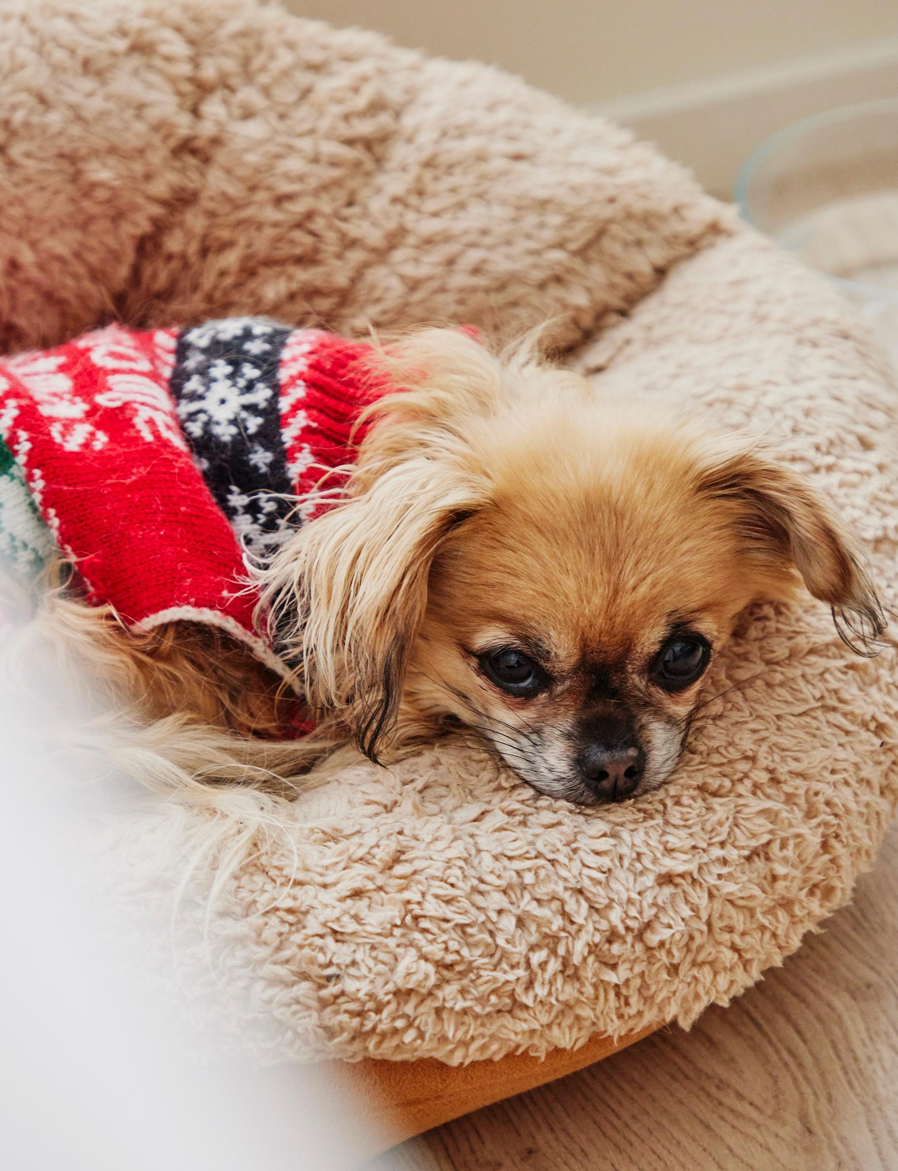 15-vuotias NukaMakkara pukeutuu jouluna asianmukaisesti. Perheen vanhus on puoliksi chihuahua, sen äiti oli tiibetinspanielin ja kiinan­palatsikoiran sekoitus.