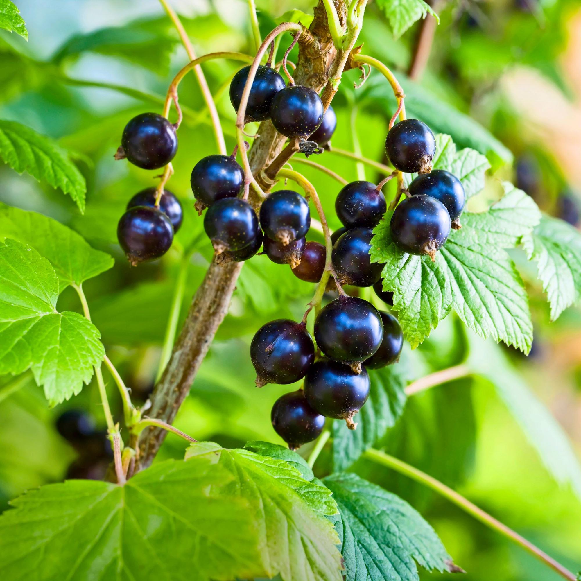 Tunnetko jo nämä supermarjat?