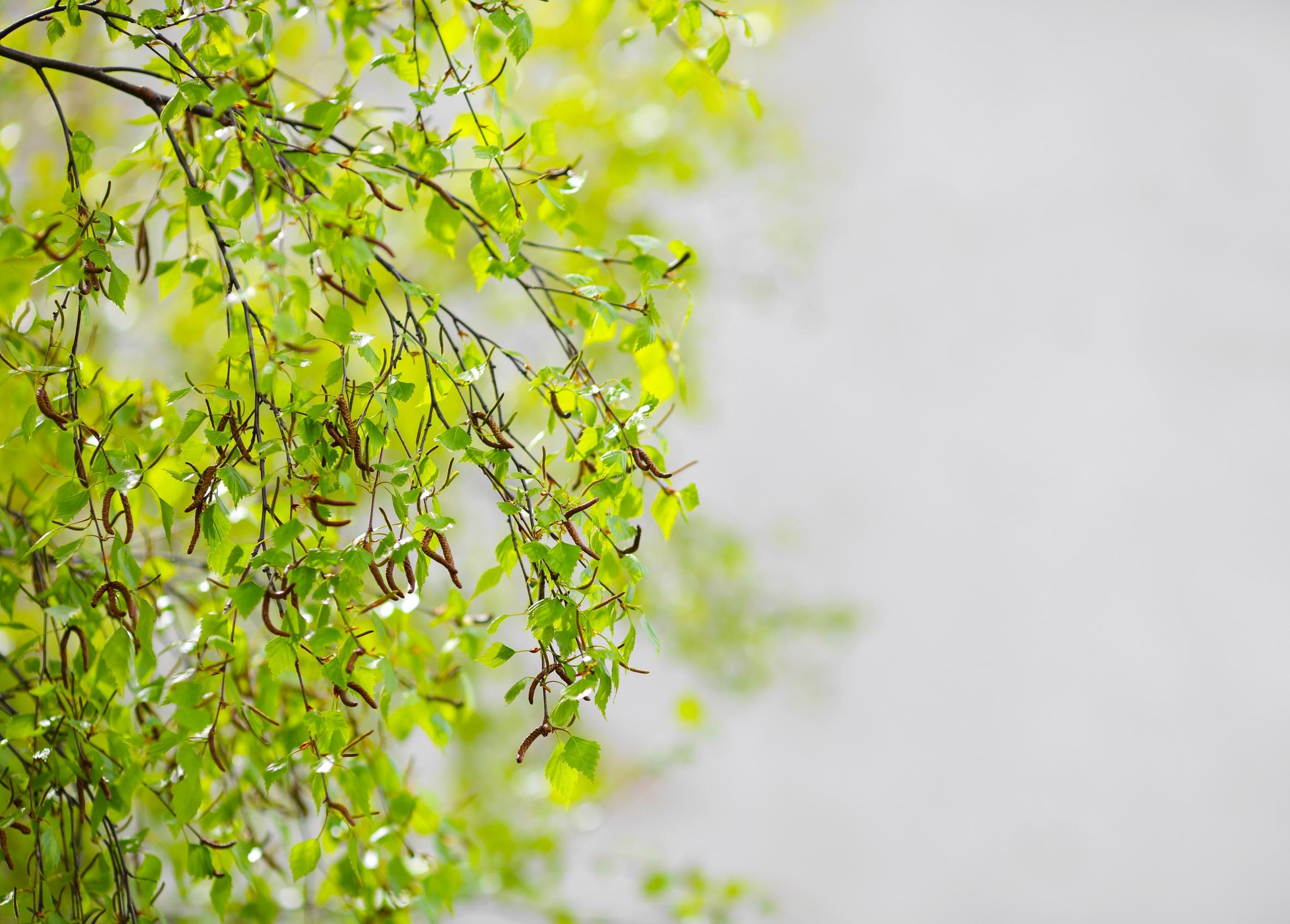 Siitepölyallergiaa hoidetaan vieläkin väärin – moni ei hyödynnä tehokkainta hoitomuotoa   