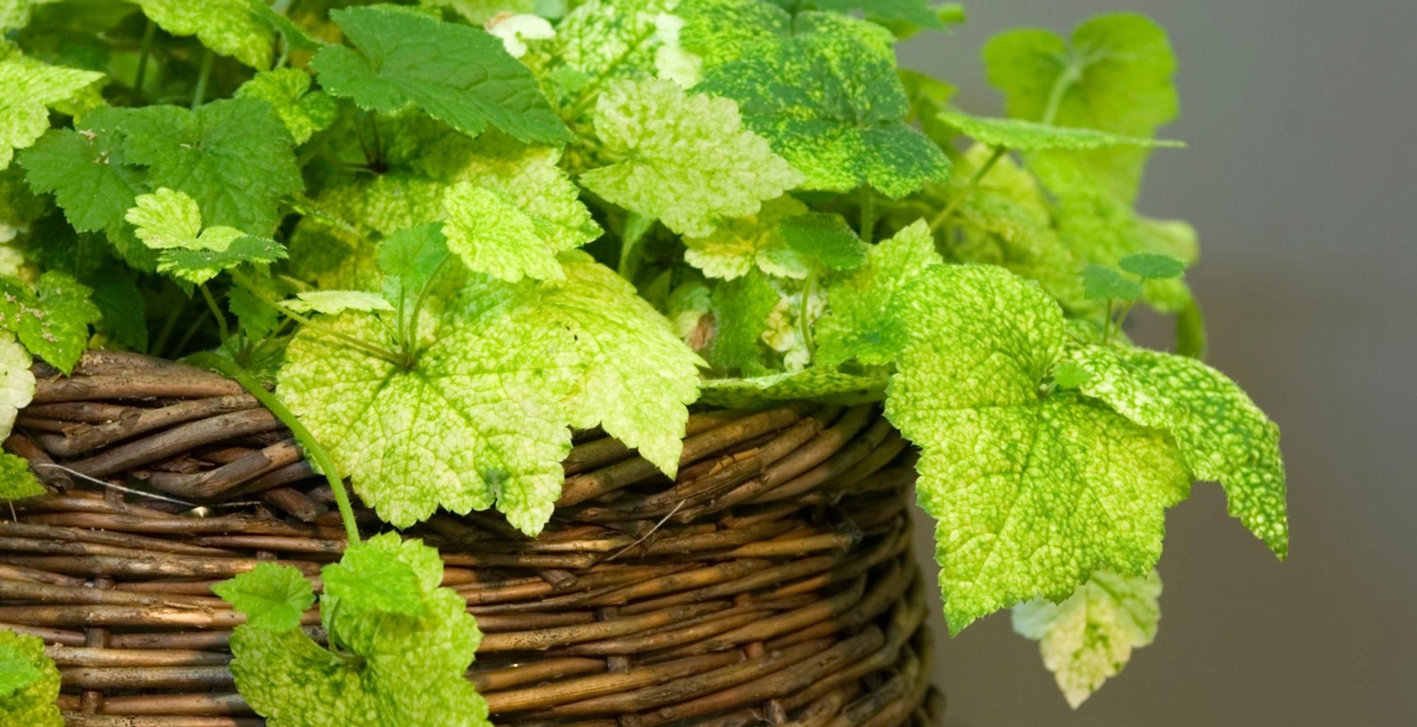 Upota kädet multaan