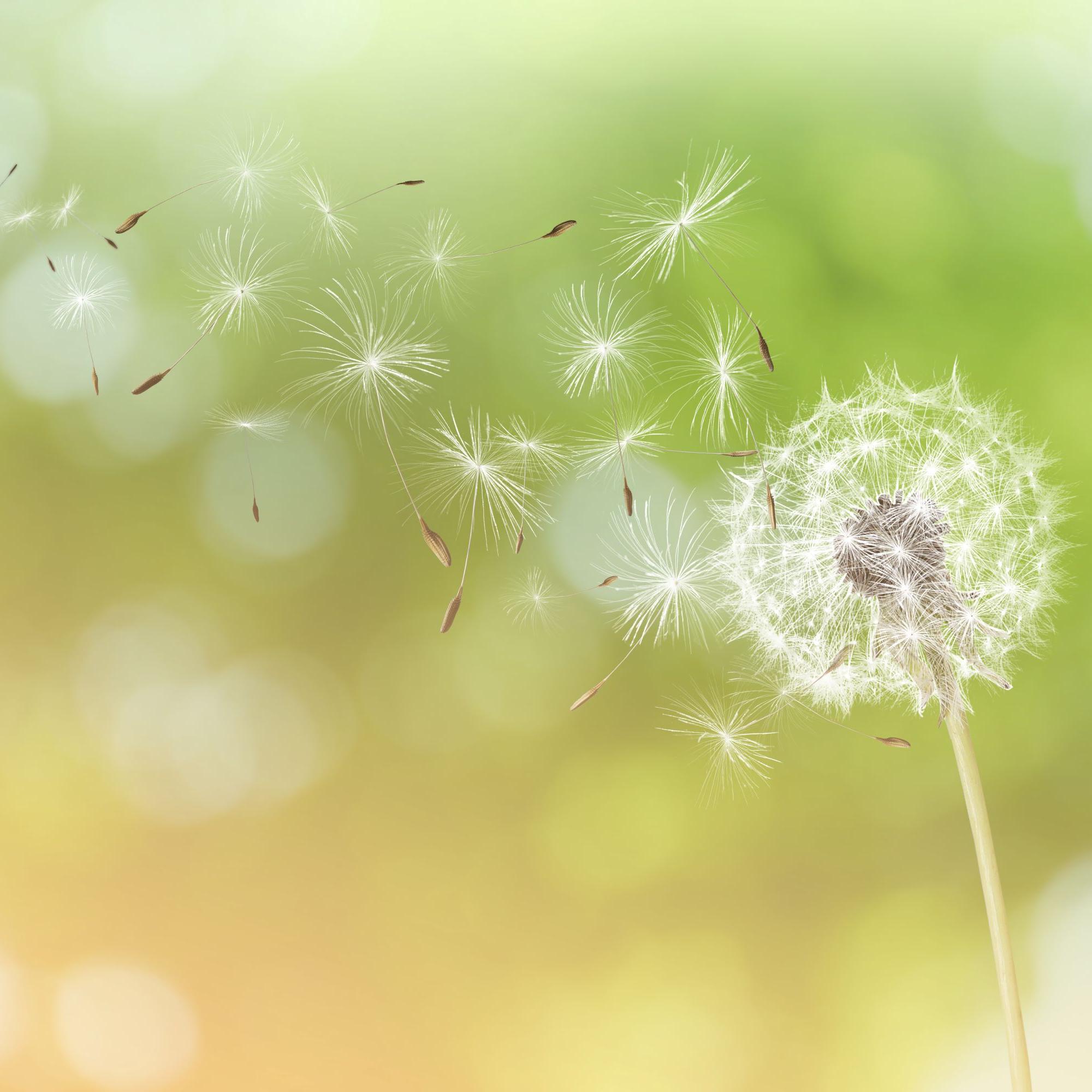 Näin rauhoitat poukkoilevan mielen – 9 minuutin hengitysharjoitus auttaa