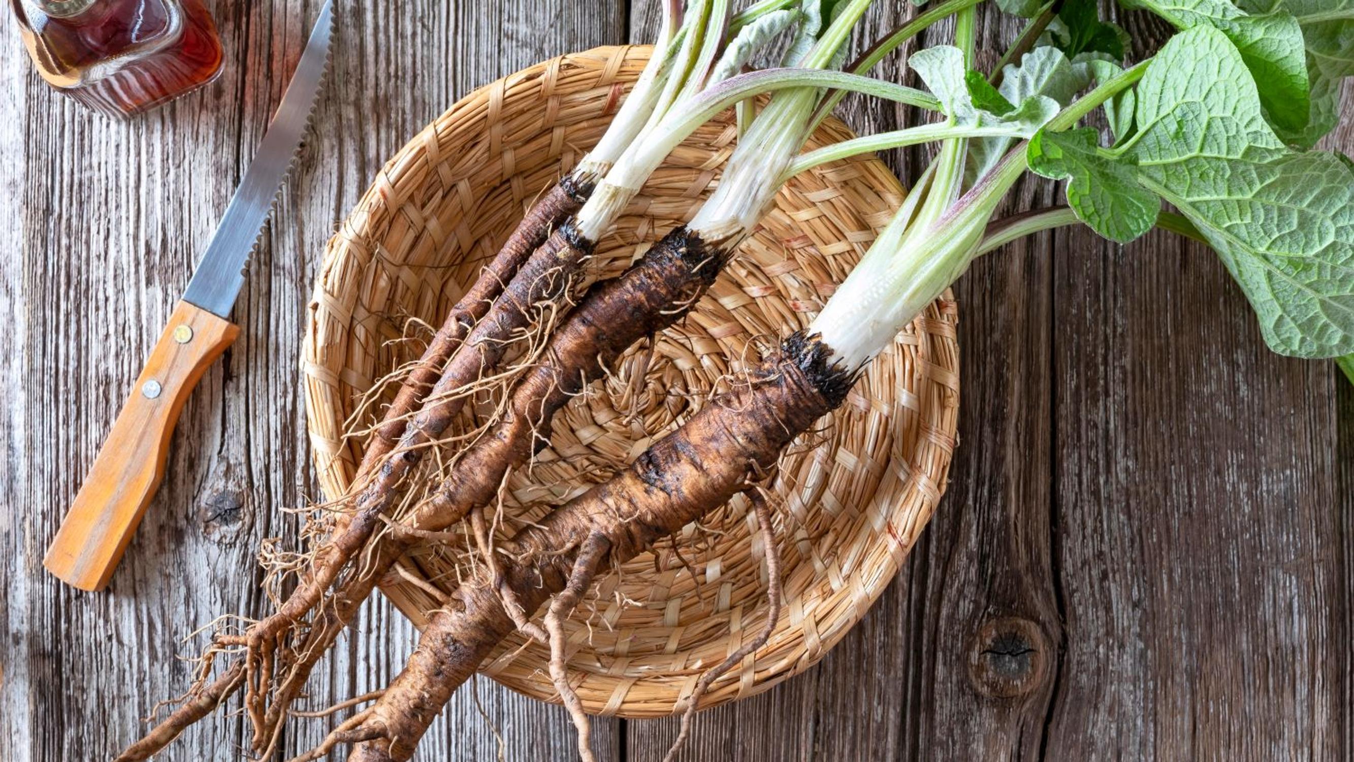 Oletko jo kokeillut takiaisenjuurta, tammenterhoja tai nokkosen siemeniä? Näin vahvistut luonnon voimakasveilla