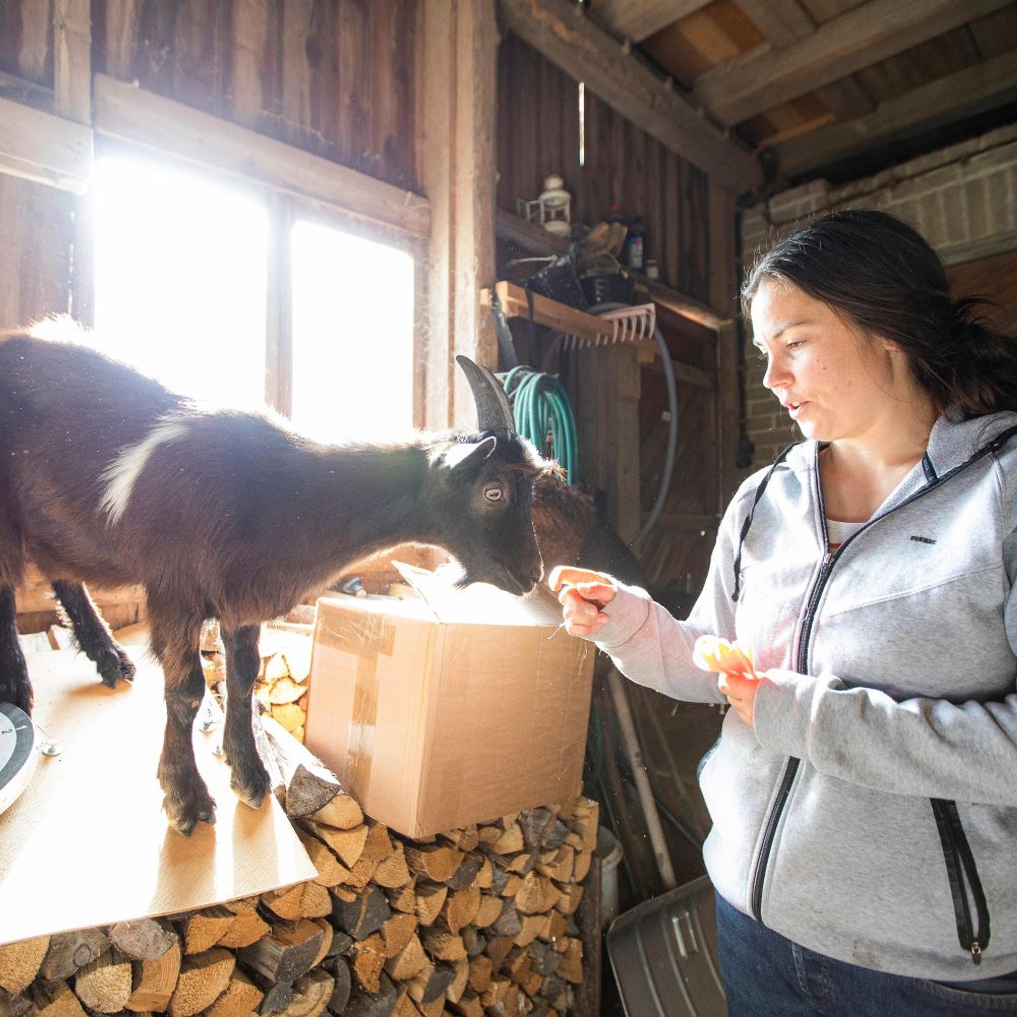 Mitä kaikkea voimme oppia eläimiltä?  Tiluksilla arki on juhlaa laumassa