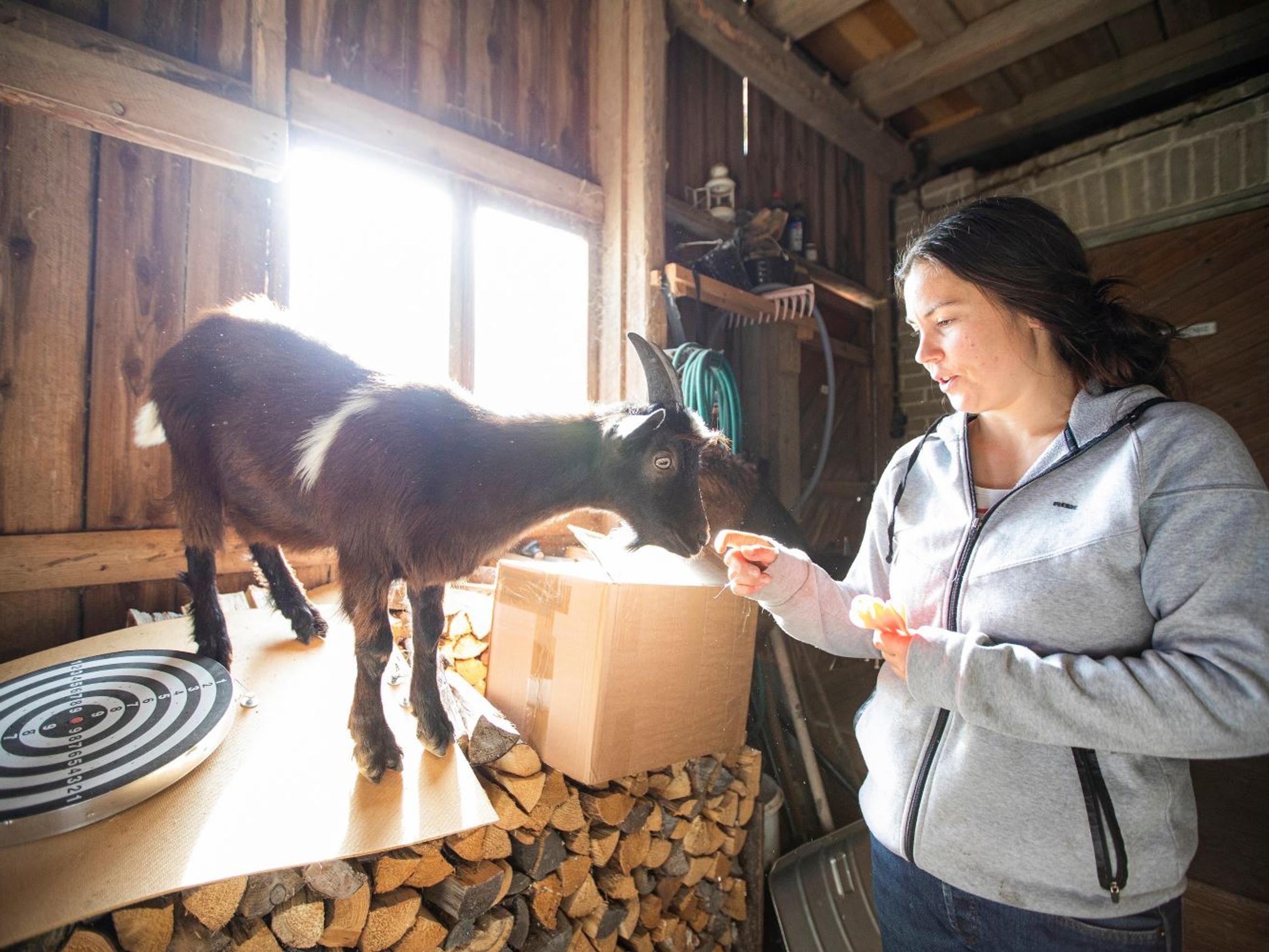 Mitä kaikkea voimme oppia eläimiltä?  Tiluksilla arki on juhlaa laumassa