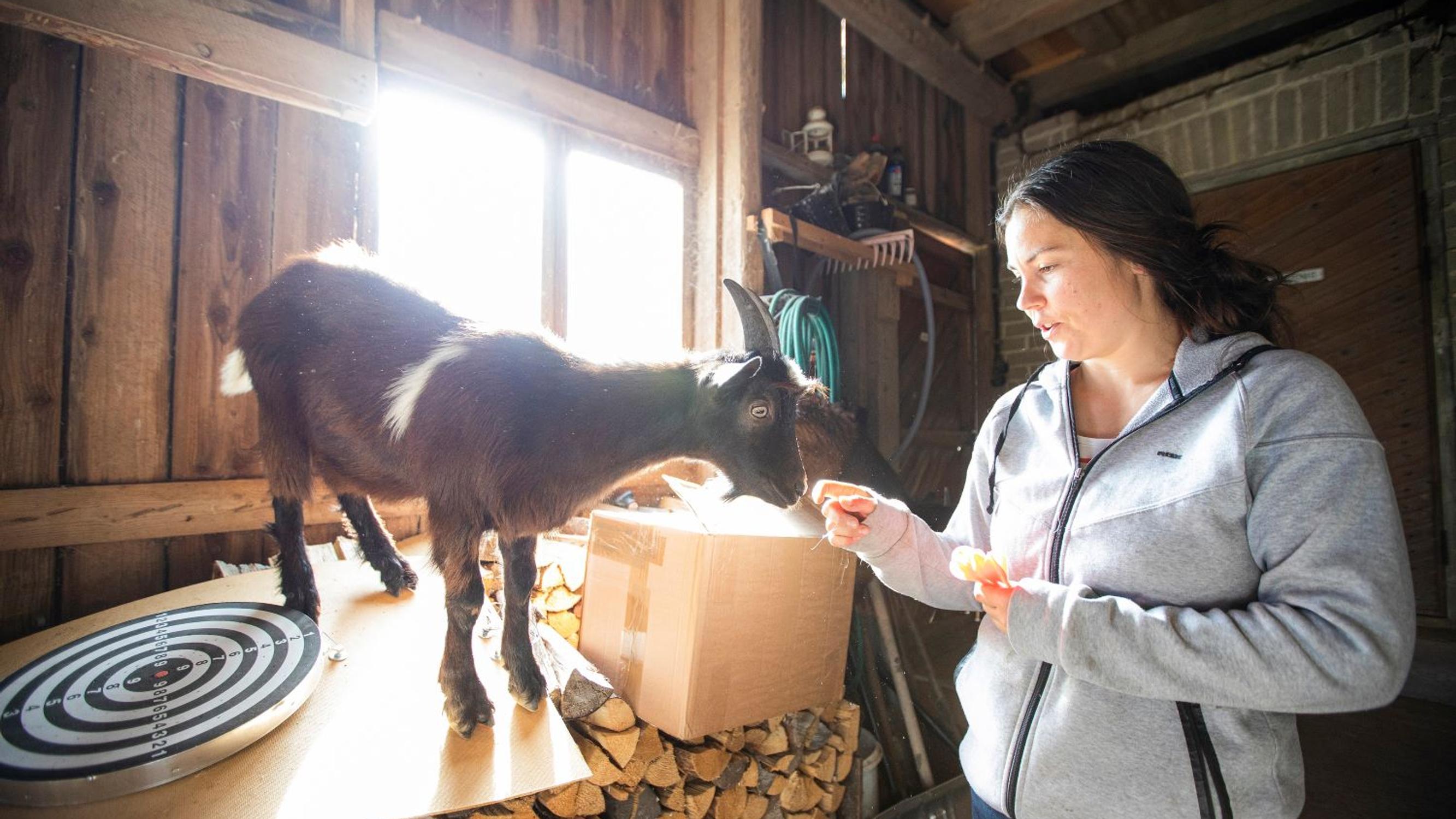 Mitä kaikkea voimme oppia eläimiltä?  Tiluksilla arki on juhlaa laumassa