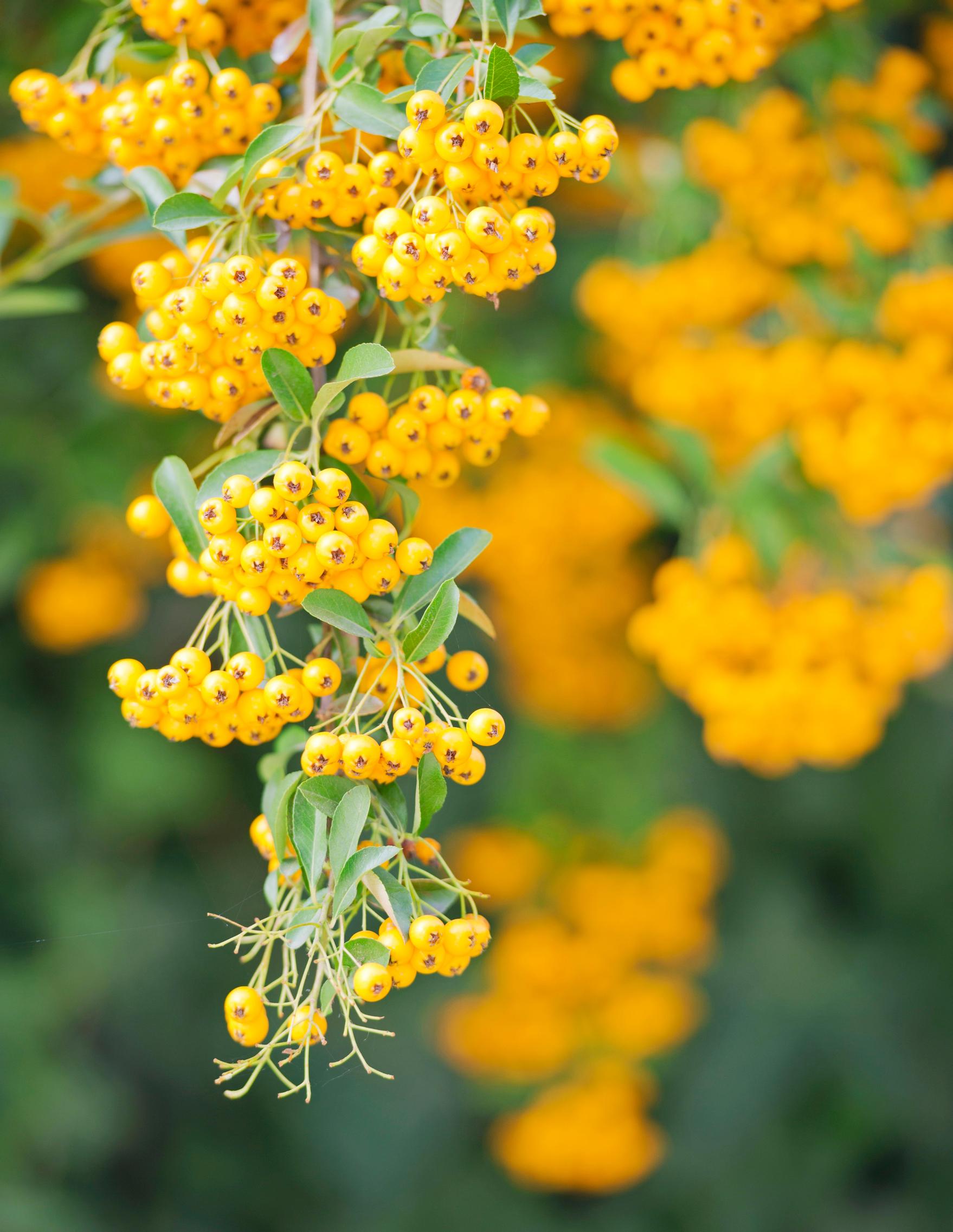 Suomalainen luonnonkosmetiikka kiinnostaa maailmalla –  puhdas luonto ja ravinteikkaat marjat ovat valttimme siinäkin 