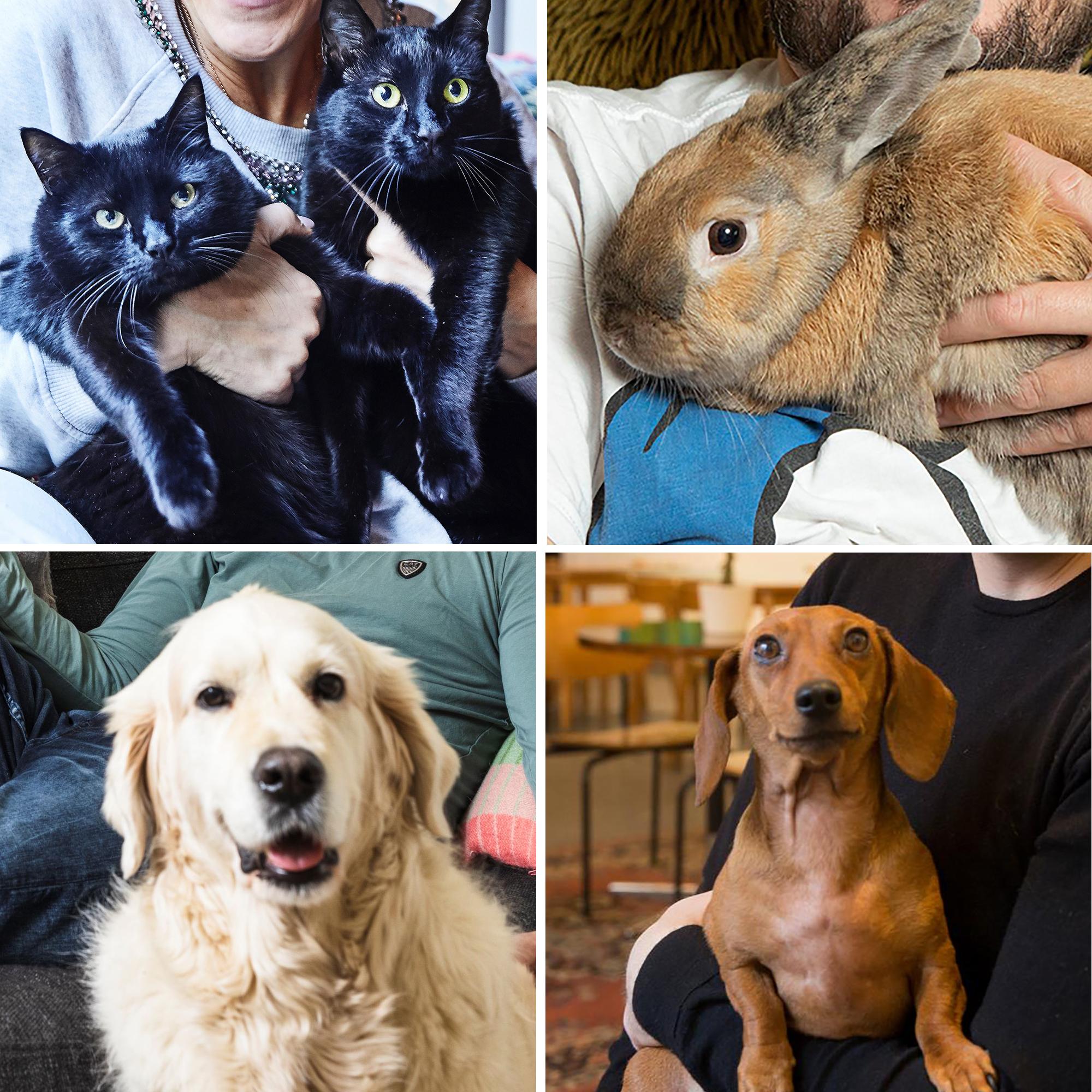 Katso 10 kuvaa tunnettujen suomalaisten lemmikeistä – ja arvaa, kuka on koirien, kissojen ja kanien kuuluisa omistaja