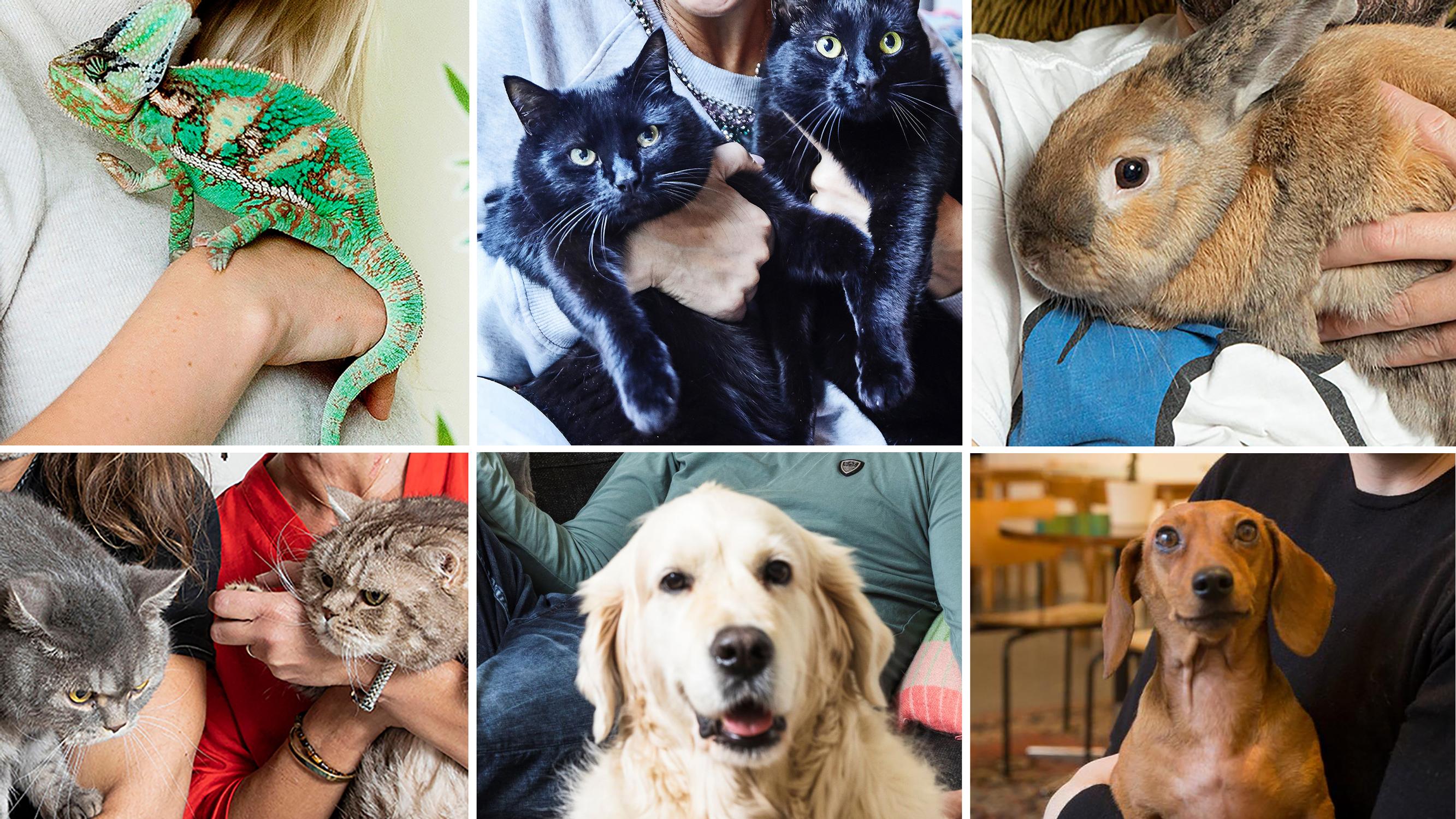 Katso 10 kuvaa tunnettujen suomalaisten lemmikeistä – ja arvaa, kuka on koirien, kissojen ja kanien kuuluisa omistaja