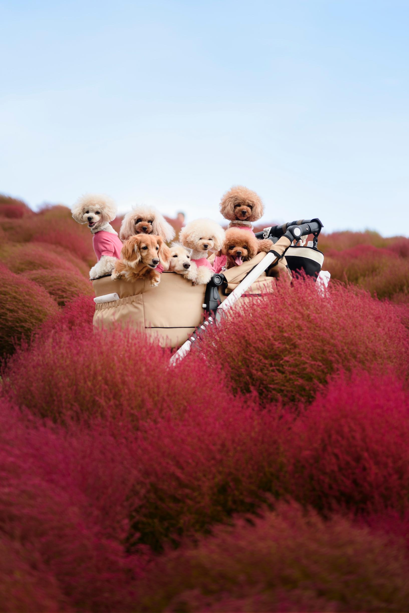 Korona toi koirakaverit kaikkialle, ja nyt näemme niitä toppaliivit päällä leikkitreffeillä – mistä dogparenting-ilmiössä on kyse?