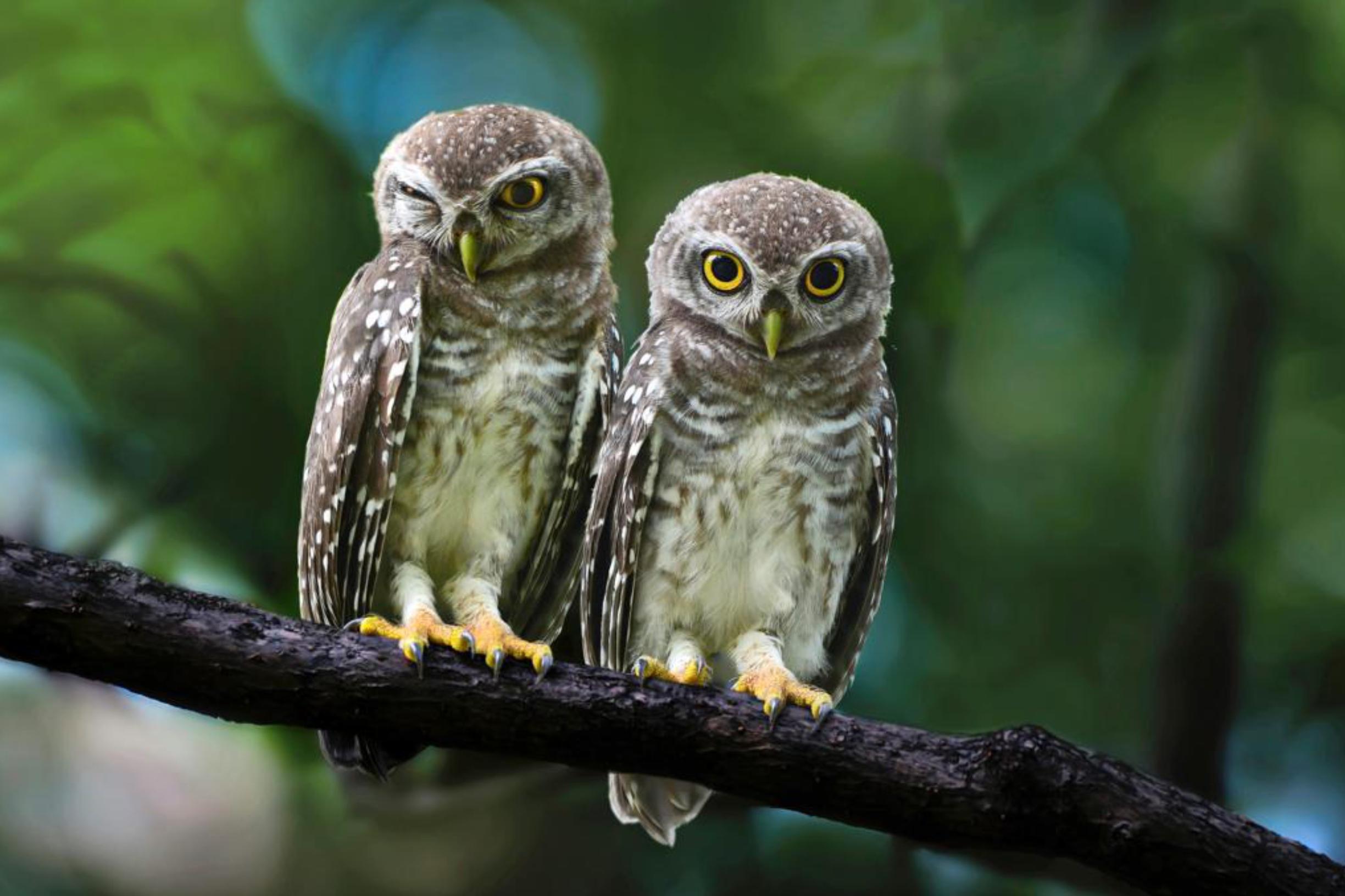 Tuoko ikä viisautta? Ei välttämättä, mutta jokainen meistä voi oppia viisaammaksi