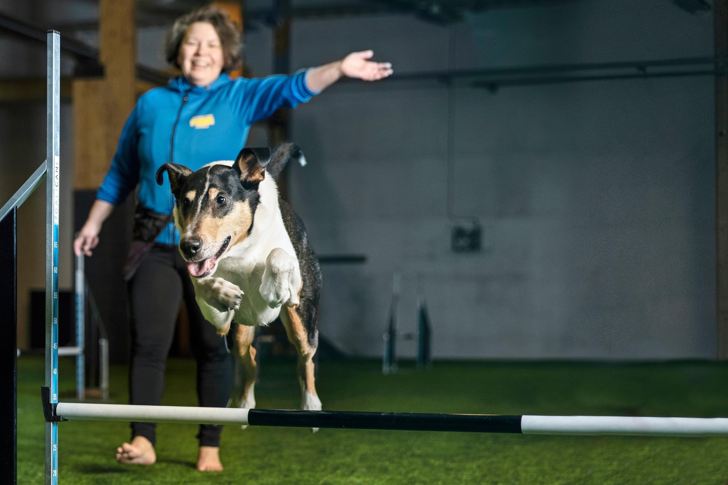 Tarjan elämä muuttui, kun hänestä tuli koiranomistaja: ”Koirat kääntävät pääni eri kanavalle”