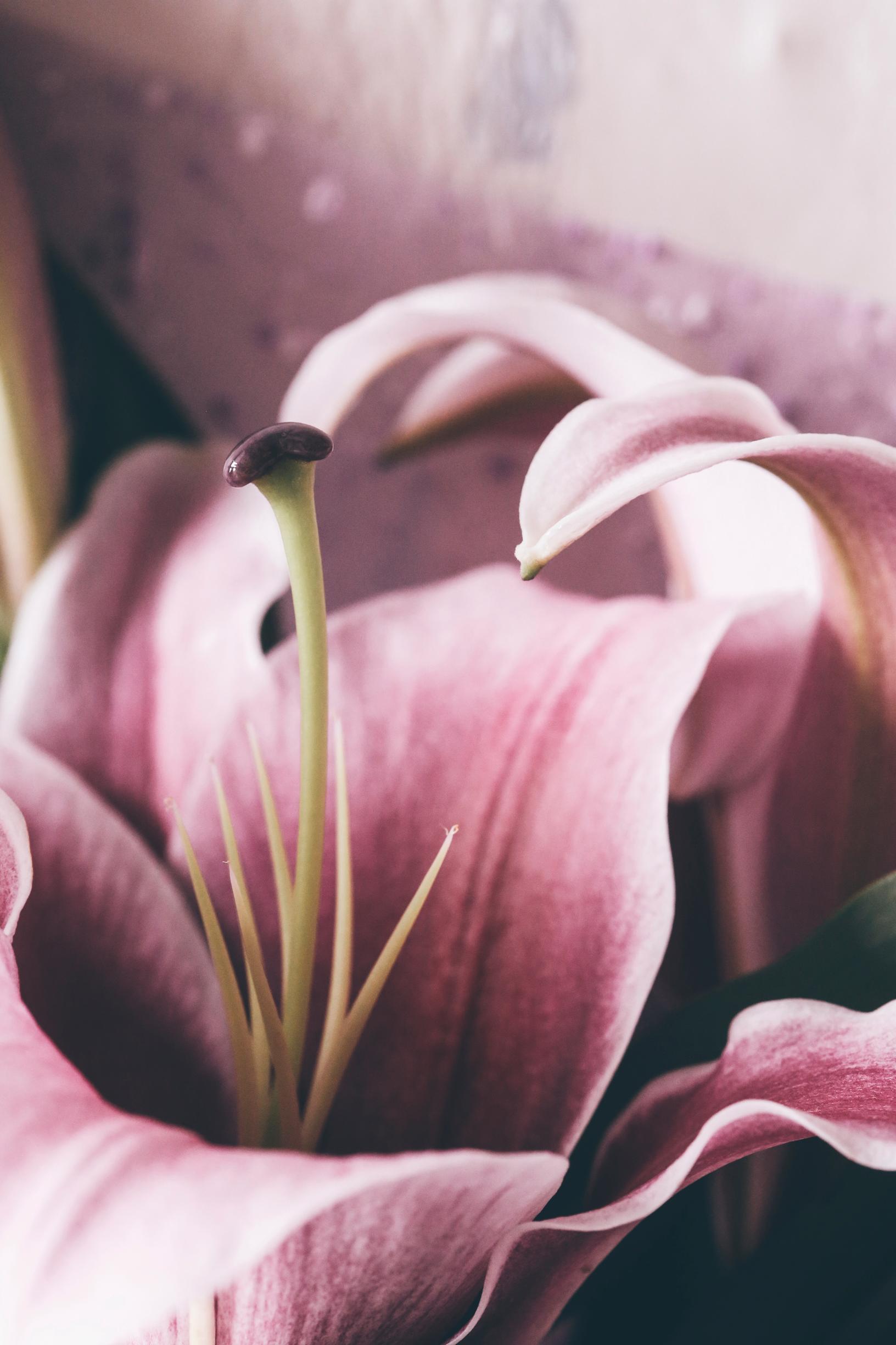 Voiko tuoksuilla houkutella itselleen huoletonta fiilistä, rauhaa tai rakkautta? 