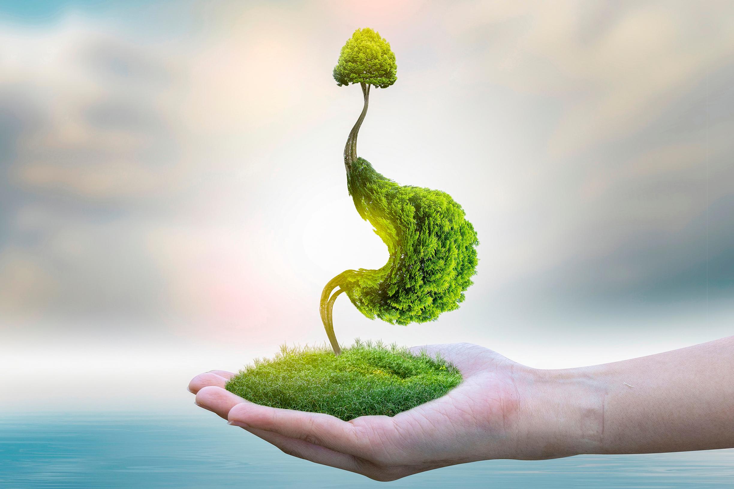 Suojaa suolisto tulehdukselta – lue, mitä ruokia kannattaa suosia ja mitä välttää