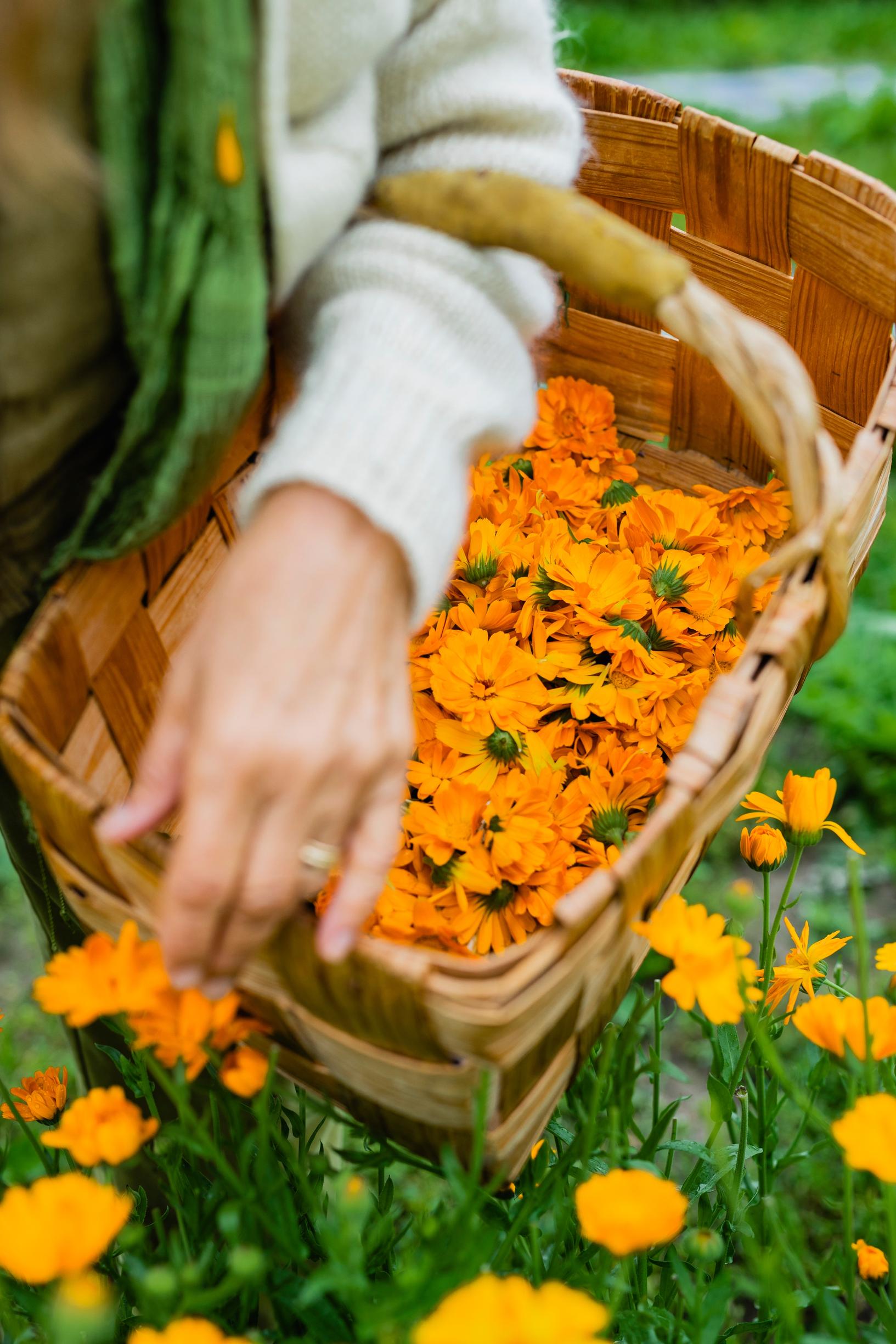 Virpi Raipala-Cormier elää niin kuin opettaa. Hän aloittaa aamun yrttiteellä ja on ollut jo vuosia kasvissyöjä.
