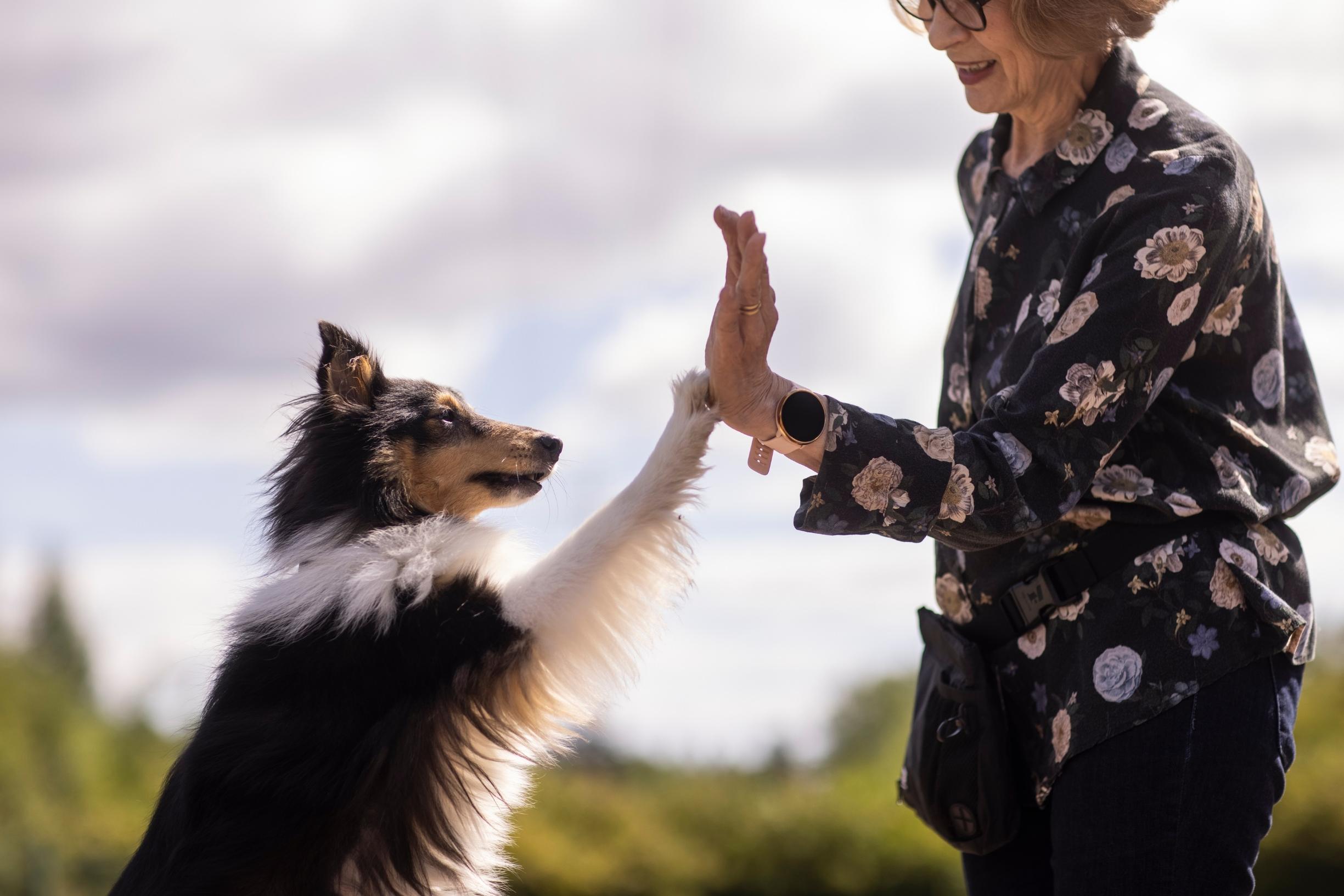 Rally-toko on hyvää dementian torjuntaa, sanoo Marja-Liisa Nikander: ”Koiralla on aina yhtä hauskaa, menivätpä tehtävät oikein tai eivät”